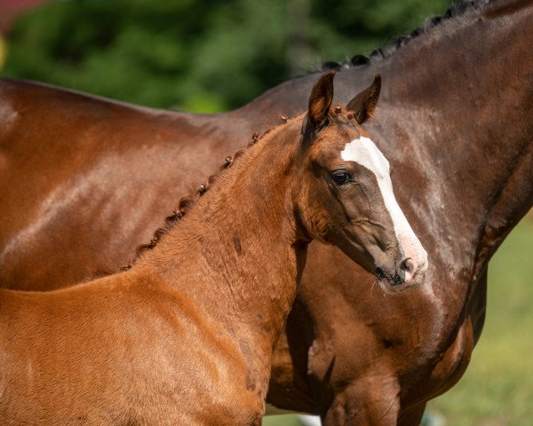 broodmare Dear Rose M (German Riding Pony, 2022, from The Braes My Mobility)
