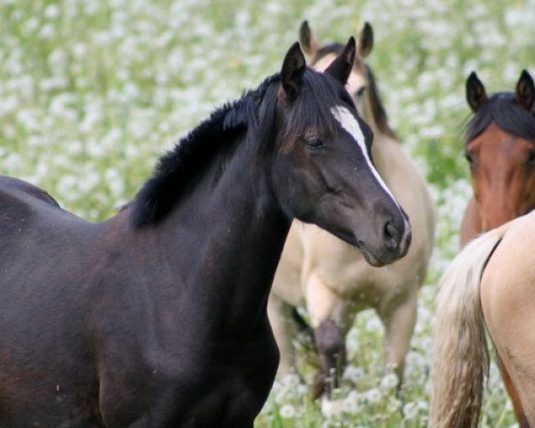 broodmare Crown Maerchenfee (German Riding Pony, 2011, from Petit Magic Colour)