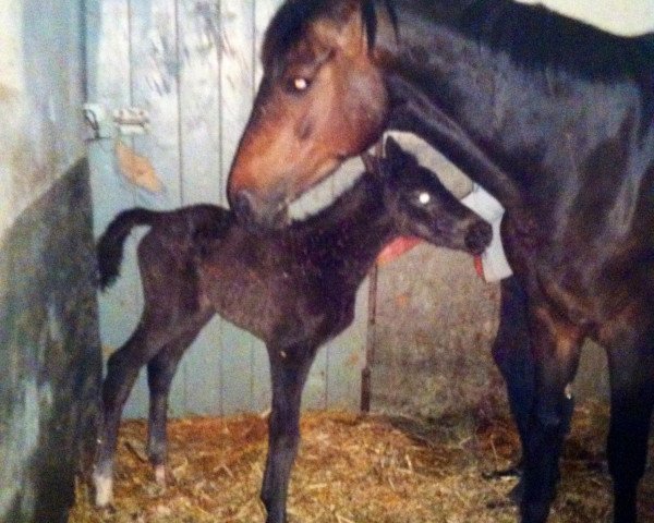 broodmare Celin 23 (German Sport Horse, 2001, from Ratero)