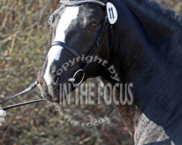 Deckhengst Vom Feinsten G (Deutsches Reitpony, 2007, von Valido's Boy)