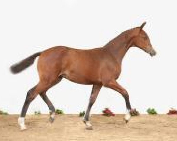 Pferd Fohlen Elm 05 (Holsteiner, 2012, von Casall Ask)