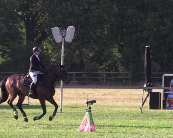 Reitturnier Schillerslage 2022