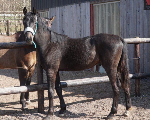 Pferd Dark Chocolate Dream (Mecklenburger, 2021, von Don Aurillium)