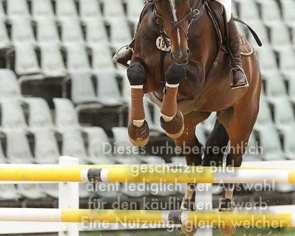 jumper Eastman 5 (Saxony-Anhaltiner, 1999, from Escudo II)