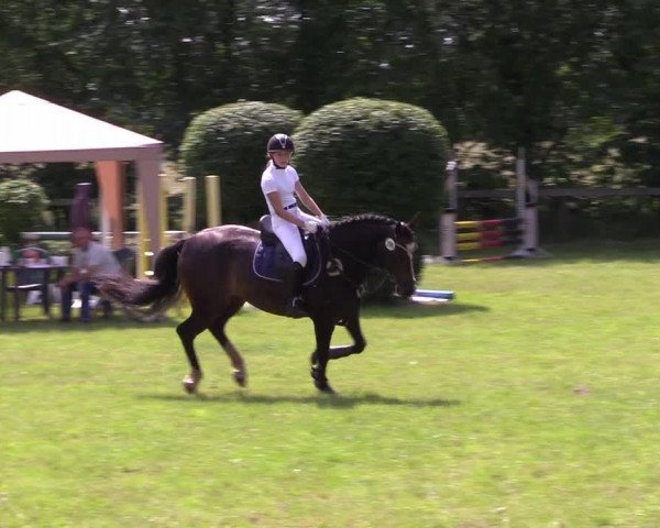 Reitturnier Stadum 2022