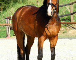 jumper Anthony 92 (Westphalian, 2002, from As di Villagana)