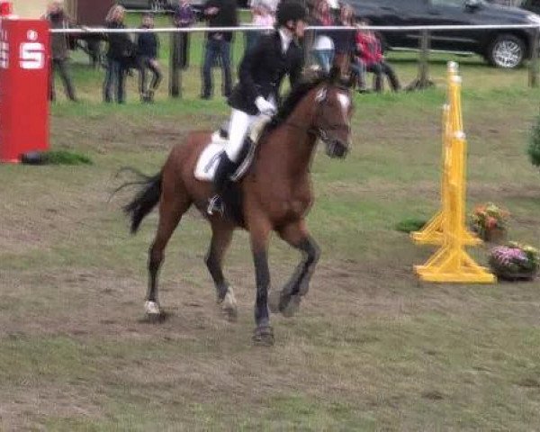 jumper Alfred 25 (Hanoverian, 1997, from Al Capone)