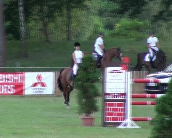 jumper Lemon 34 (Hanoverian, 2003, from Levisto Z)