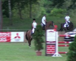 jumper Lemon 34 (Hanoverian, 2003, from Levisto Z)