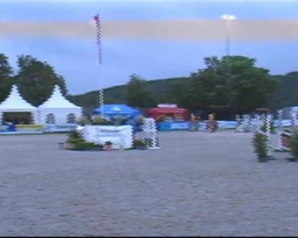 Zuchtstute Franzi (Westfale, 1993, von Festivo)