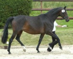broodmare Zaubernacht II (Trakehner, 1995, from Caprimond)