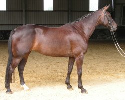 jumper Cumana 2 (Westphalian, 2005, from Collin L)