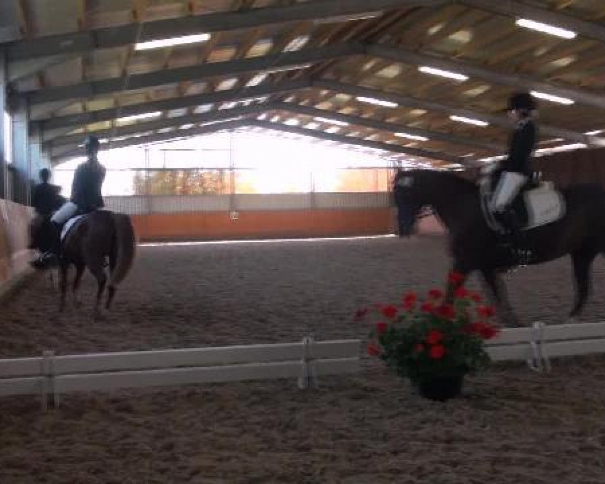 dressage horse Ballantine's 3 (German Riding Pony, 2000, from Bavarottie)