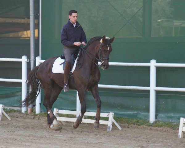 horse Foster 27 (Westphalian, 2001, from Florestan I)