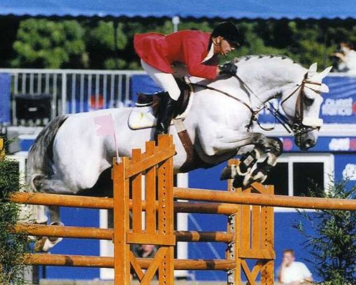 stallion Korsar I (Saxony-Anhaltiner, 1989, from Kolibri 2705)