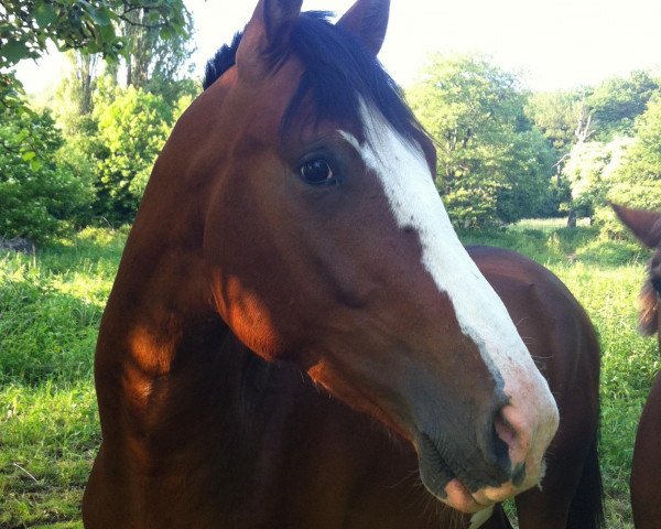 horse Chico Caliente (Westphalian, 2009, from Coronas 2)