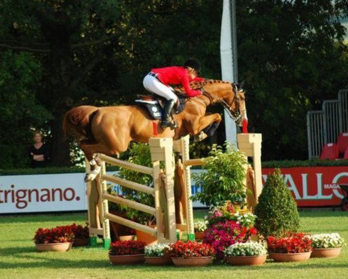 Cavallo da salto Quickdiamond (Zangersheide Reitpferd, 2002, di Quick Lauro Z)