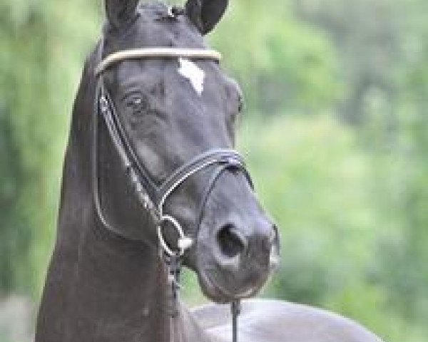dressage horse Hamilton (Hanoverian, 2008, from Hohenstein I)