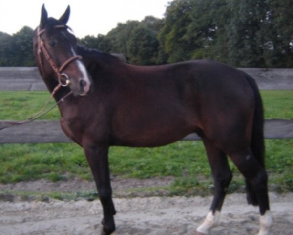 horse Everest Z (Zangersheide riding horse, 2006, from Ephebe For Ever)