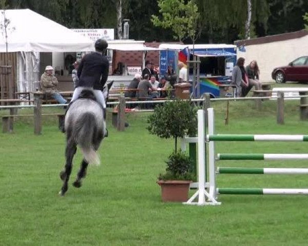 dressage horse Quite Cantus D (Holsteiner, 2006, from Quite Capitol)