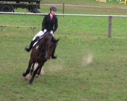 jumper Espanola (Hanoverian, 2006, from Escudo I)