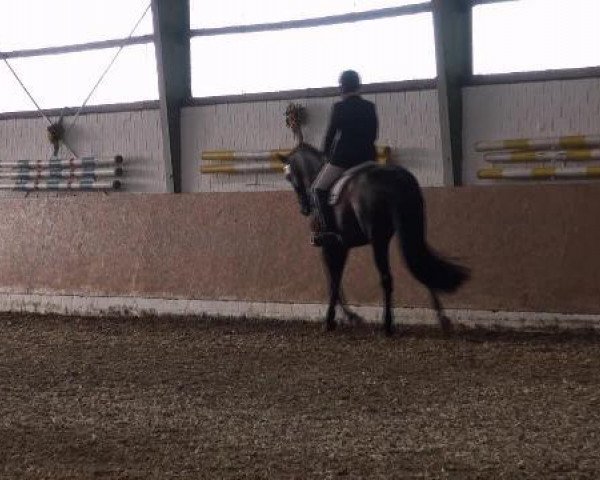 dressage horse Dezibel (Hanoverian, 2003, from Don Schufro)