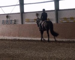 dressage horse Dezibel (Hanoverian, 2003, from Don Schufro)