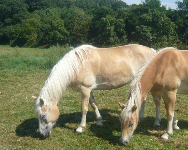 Zuchtstute Korlin (Haflinger, 2004, von liz. 264/T Steinfeder) Zuchtstute Korlin (Haflinger, 2004, von liz. 264/T Steinfeder)