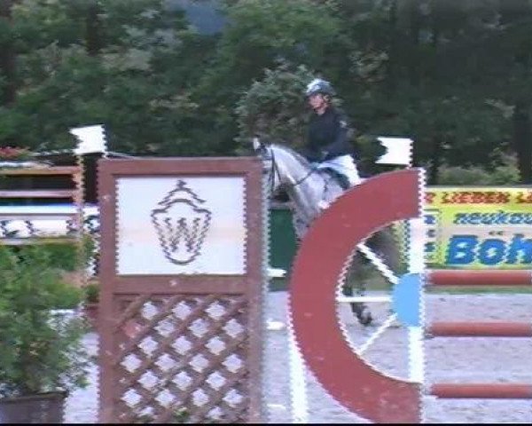 jumper Romantic Greyballet (KWPN (Royal Dutch Sporthorse), 2003, from Romantic Steeplemaus)