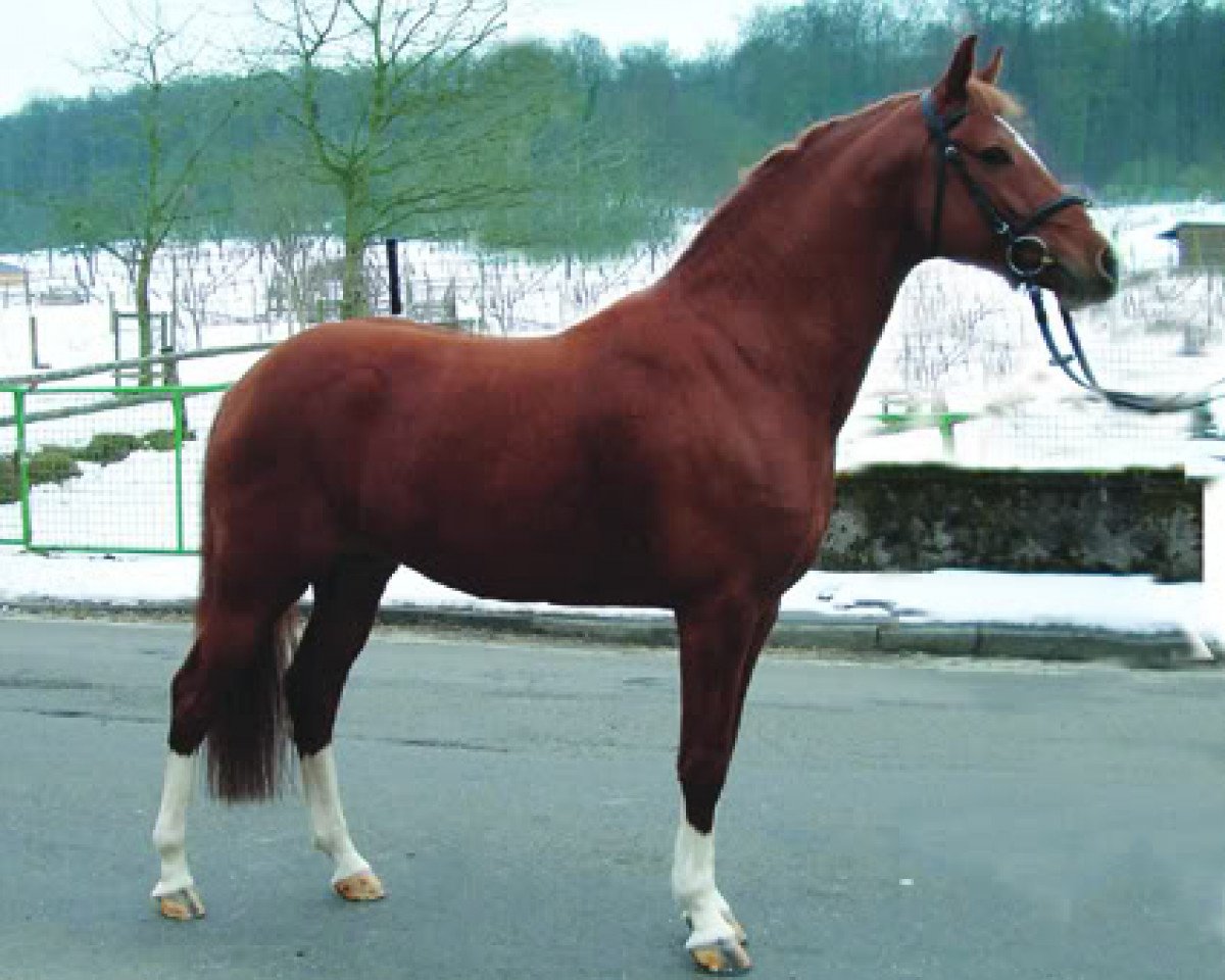 Deckhengst Cornett (Deutsches Reitpony, 2000, von Carlson)
