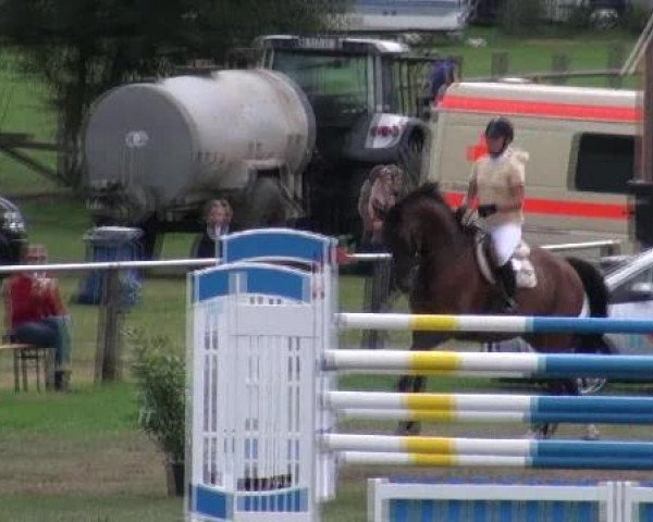 jumper San Miguel 4 (Hanoverian, 2000, from Silvio I)