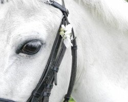dressage horse Pretty Sally (Kleines Deutsches Pony, 1993)