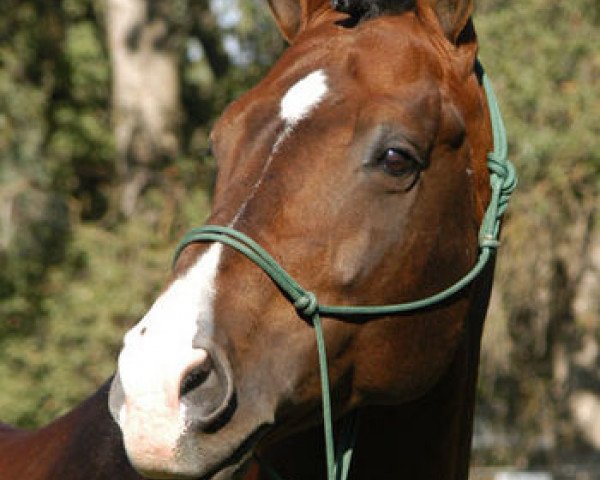 stallion Landkönig (Hanoverian, 1992, from Landadel)