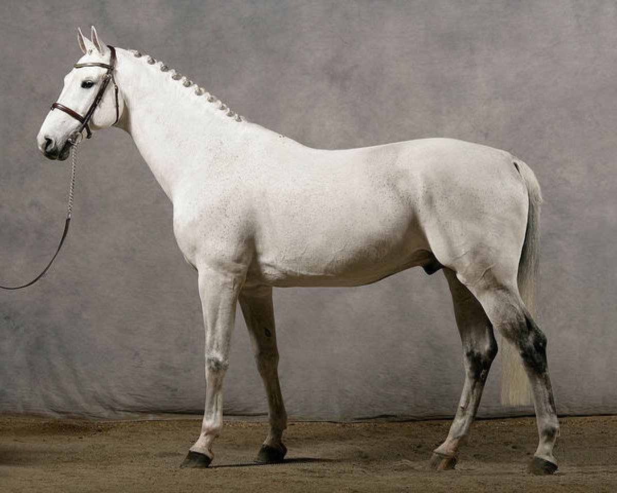 Deckhengst Odermus R (KWPN (Niederländisches Warmblut), 1996, von Calido I)