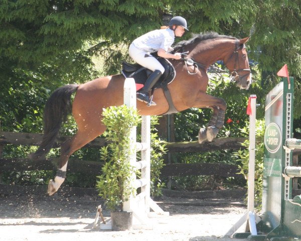 jumper Rioso (Westphalian, 2001, from Rheingau)
