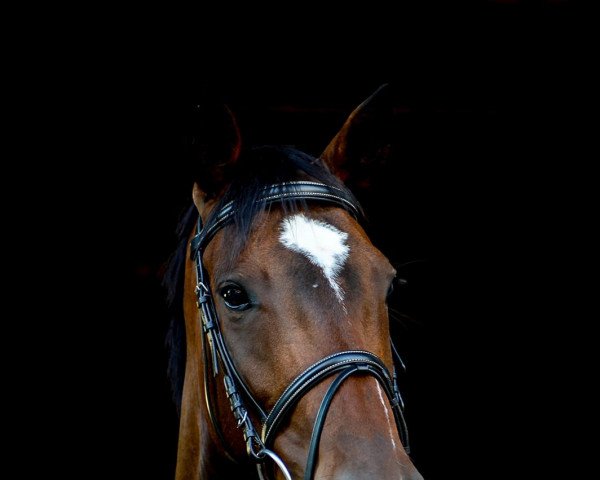 Pferd Zaphira (Deutsches Sportpferd, 2014, von Don Diamond)
