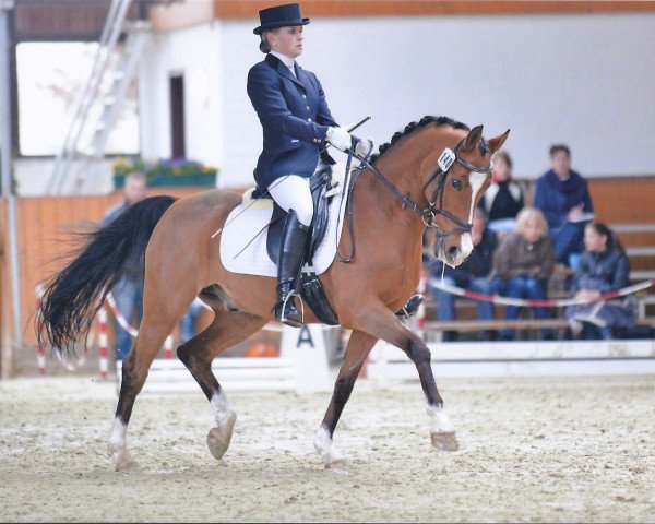 Dressurpferd Eindershof Carlos (Nederlands Welsh Ridepony, 1997, von Bjirmen's Wytse)