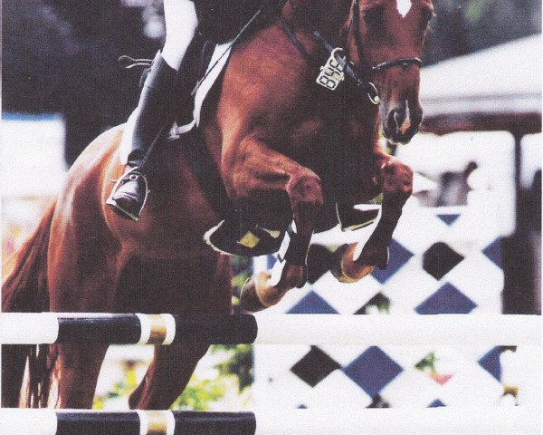 broodmare Sharlin GG (Hanoverian, 1991, from Silvio I)