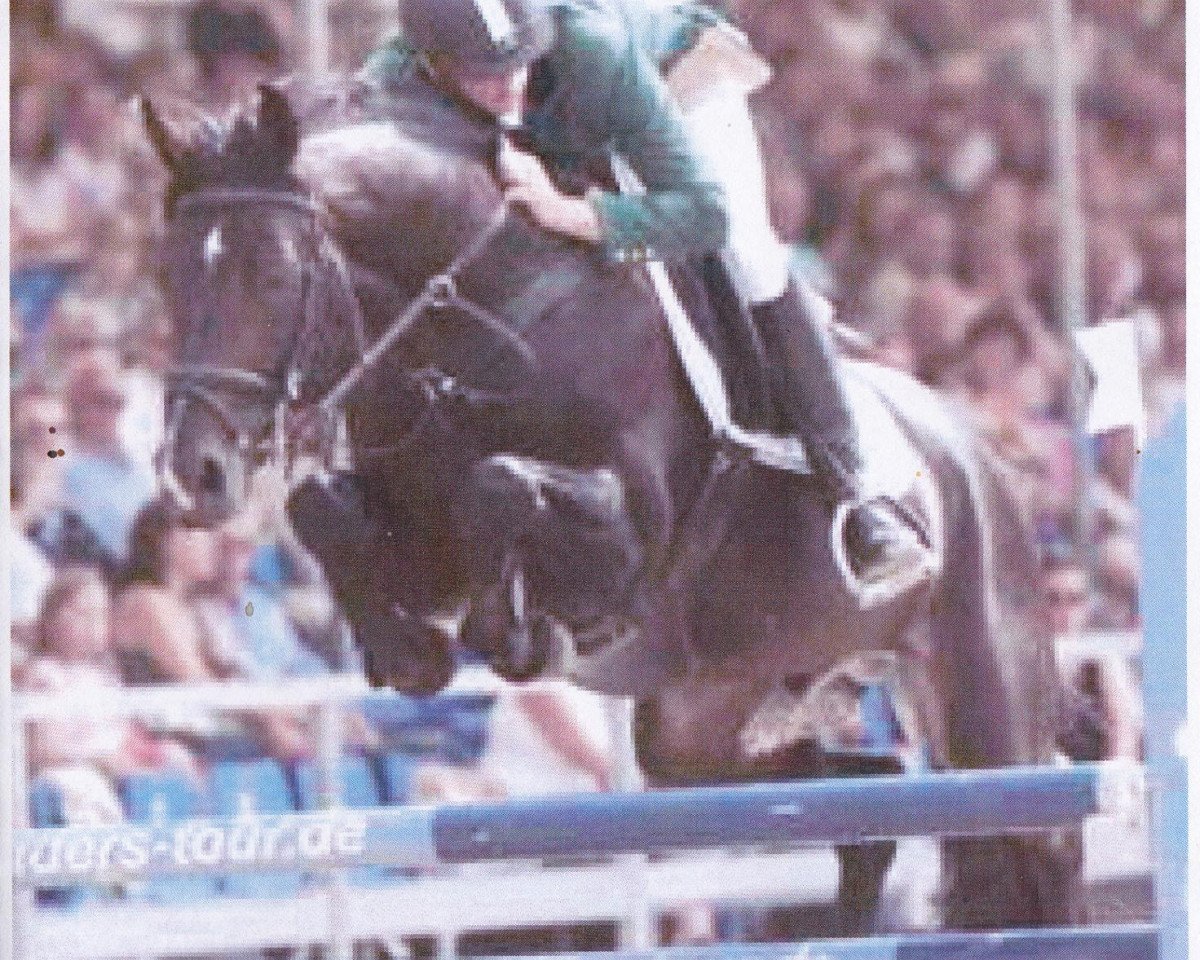 stallion Horse Gym’s Lianos (Westphalian, 1998, from Landstreicher)