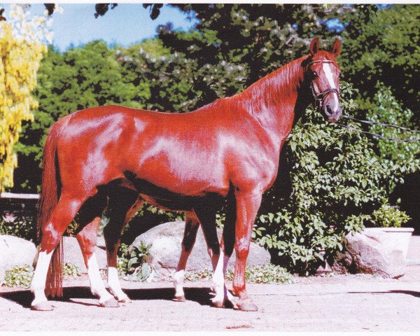 Zuchtstute Grandessa II (Oldenburger, 1990, von Grannus)