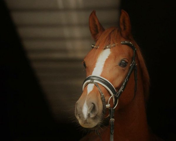 dressage horse Bonny May 2 (German Riding Pony, 2013, from Quaterback's Junior)