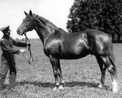 stallion Kupferhammer 3456 (Trakehner, 1928, from Parsival)
