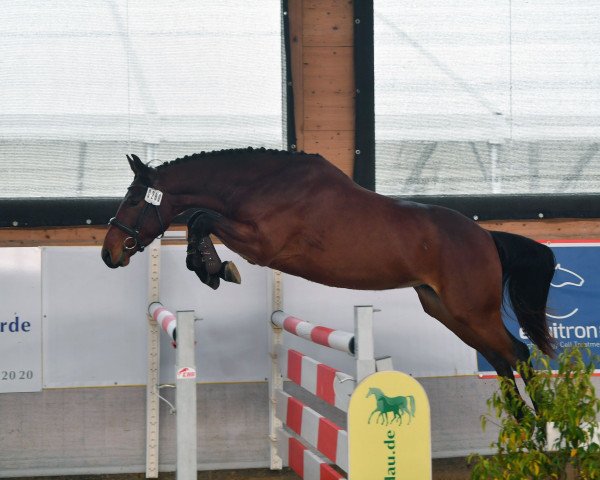 Dressurpferd Eldoradus Blue (Hannoveraner, 2018, von Eldorado van de Zeshoek)