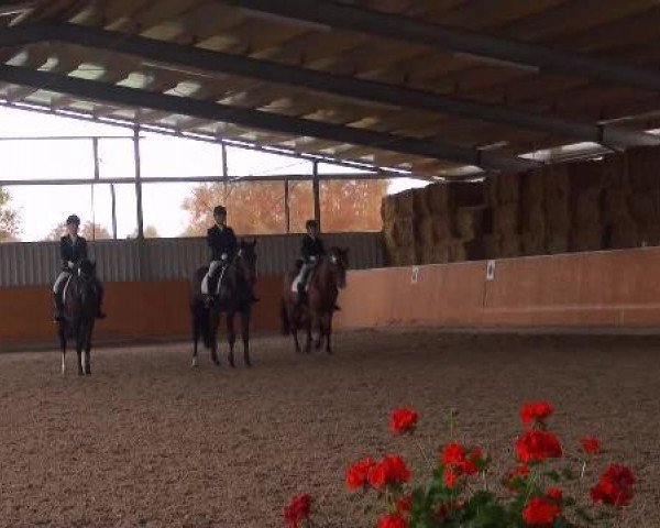 Dressurpferd Florencia (Hannoveraner, 2006, von Florencio I)