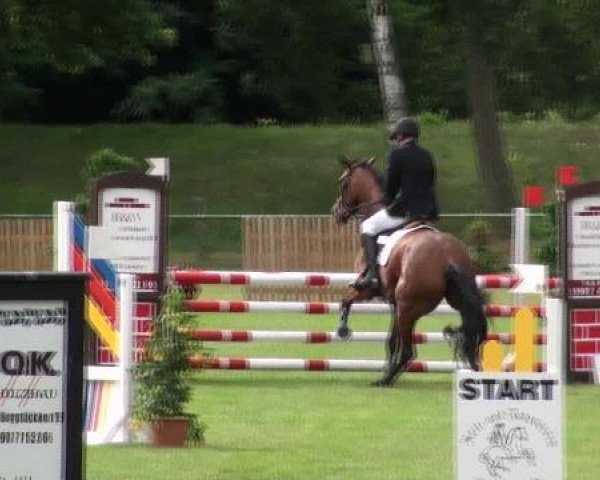 horse Casira 6 (Oldenburg show jumper, 2008, from Casiro I)