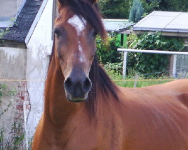 broodmare Padivah ox (Arabian purebred, 1996, from Sahaab Ibn Sahiba ox)