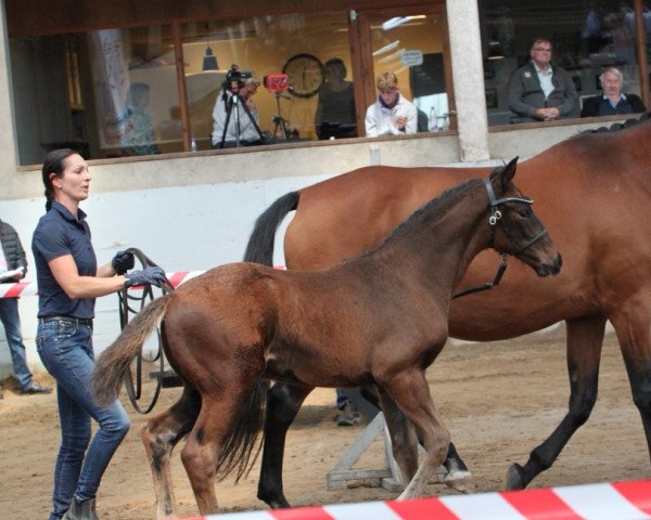 horse Phoenix LW (Holsteiner, 2022, from Quintero)