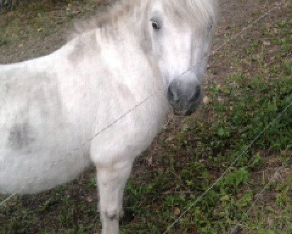 dressage horse Lucky (Shetland Pony, 1997, from Prinz)