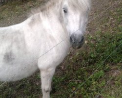 dressage horse Lucky (Shetland Pony, 1997, from Prinz)