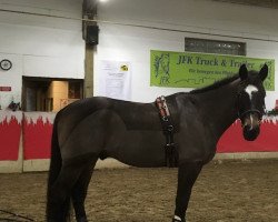 jumper Blackberry Bay (Irish Sport Horse, 2013)